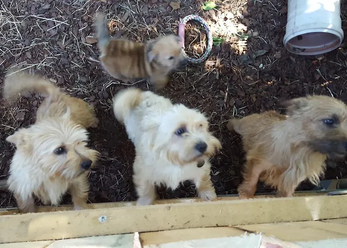 Reiterhof Vom Litzlbach Langquaid