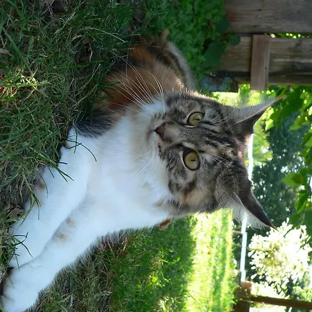 Reiterhof Vom Litzlbach *